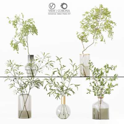 现代水生植物 桌面小绿植